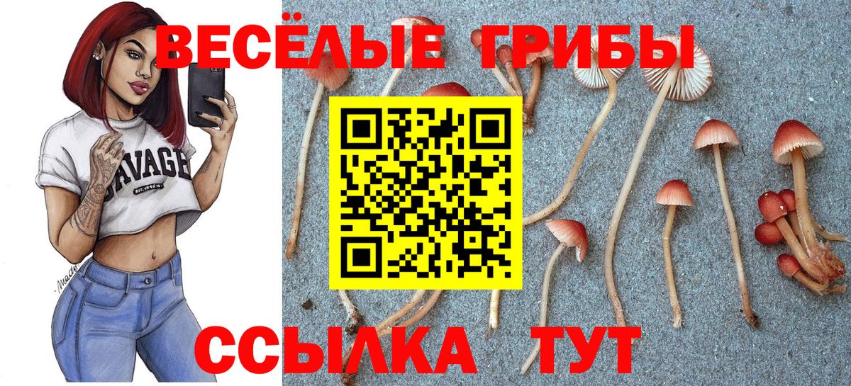 Псилоцибиновые грибы Psilocybine cubensis  Волгоград  Галлюциногенные грибы Psilocybine cubensis 